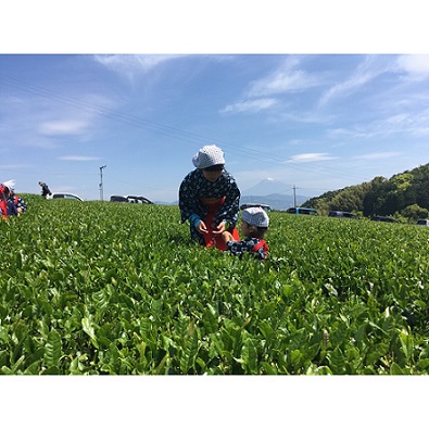 お茶摘み